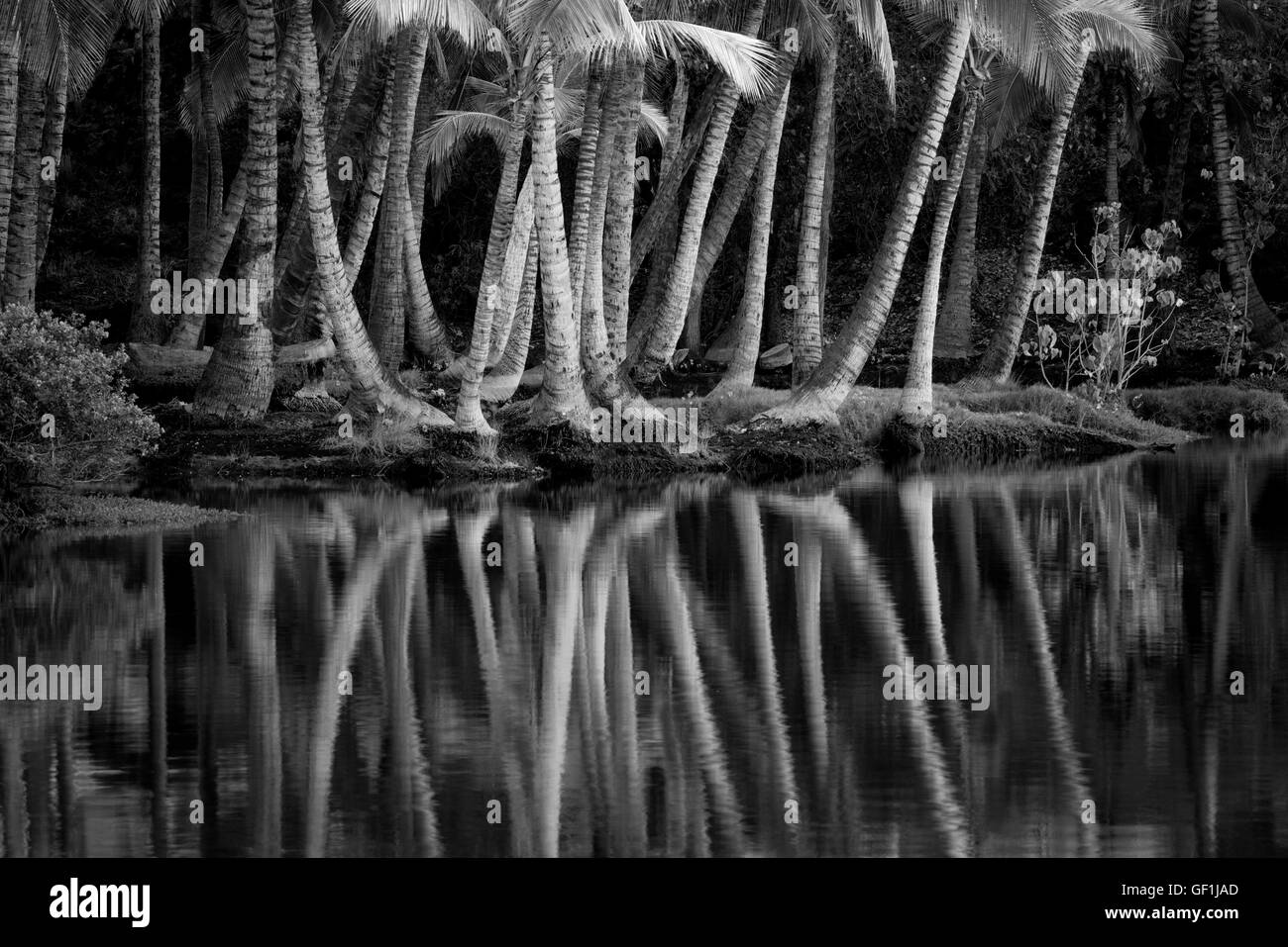 Palme riflettendo in acqua di Lahuipua'a e Kaaiopio stagni. Isola di Hawaii Foto Stock