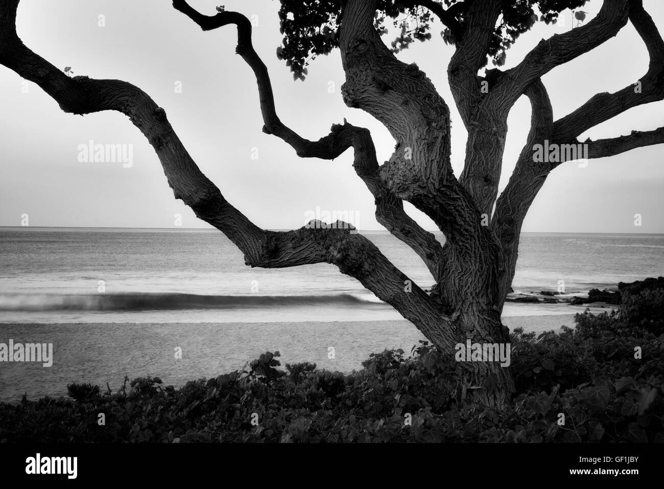 Albero e wave. Vicino al Hapuna Beach. Hawaii, Isola Foto Stock