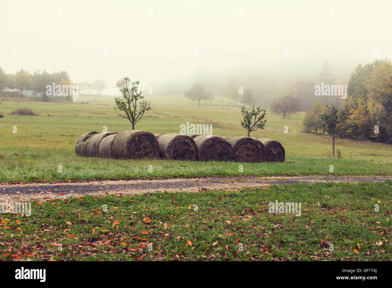 Haystacks o rotoli di fieno sul campo estivo Foto Stock