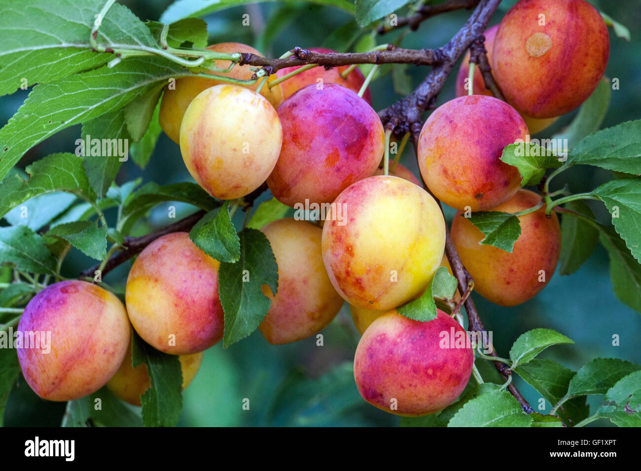 Prugne ciliegine o prugne Mirabelle, frutta matura Prunus domestica syriaca Foto Stock