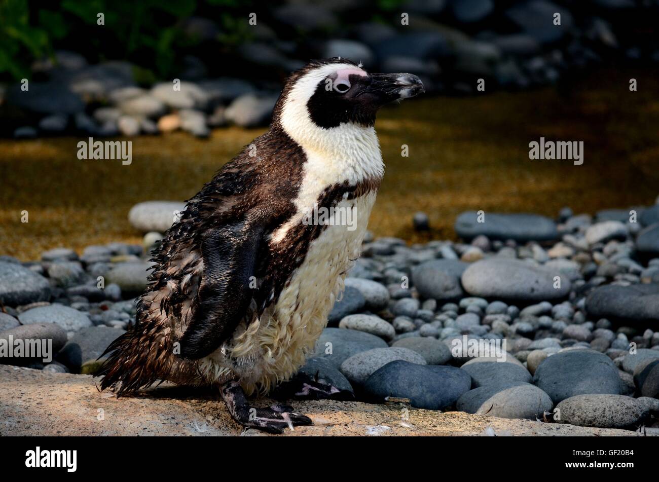 Wet africano o Jackass penguin si erge eretta in presenza di luce solare Foto Stock