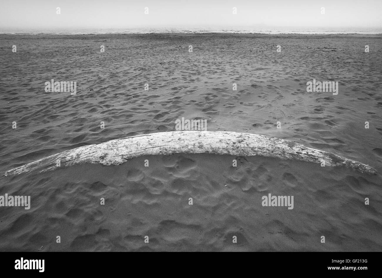 Spiaggia a Pacific Rim National Park. Vancouver. In Canada. La nebbia Foto Stock