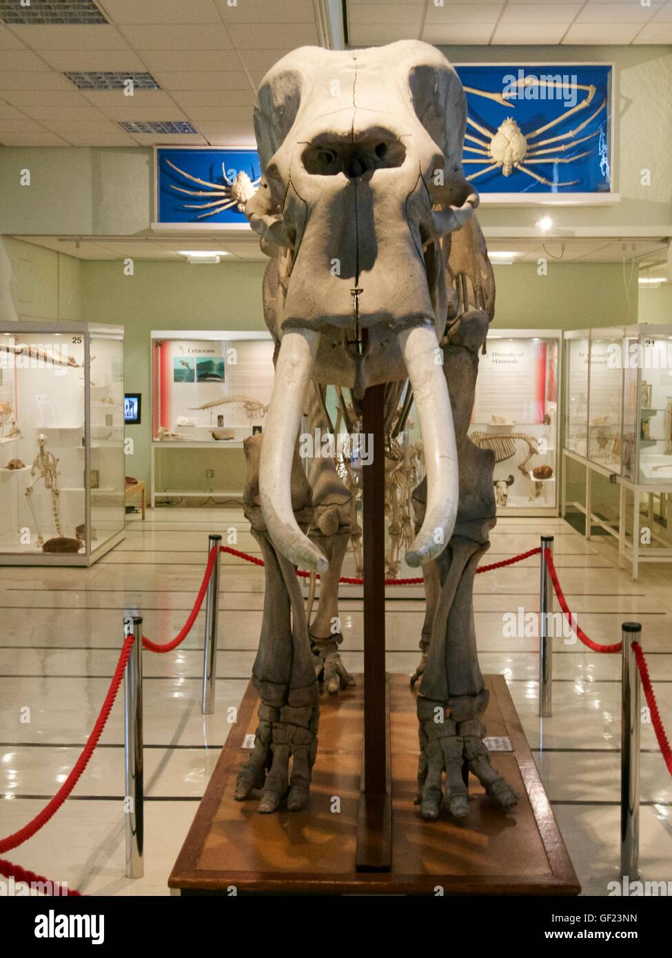 Scheletro di elefante, cole museo di zoologia, Reading University, Reading, Berkshire, Inghilterra Foto Stock