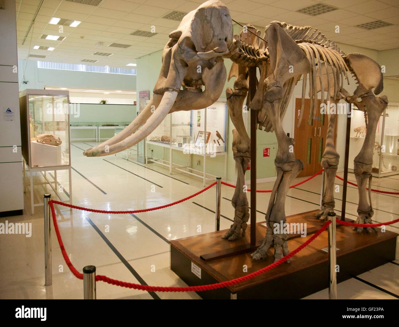Scheletro di elefante, cole museo di zoologia, Reading University, Reading, Berkshire, Inghilterra Foto Stock