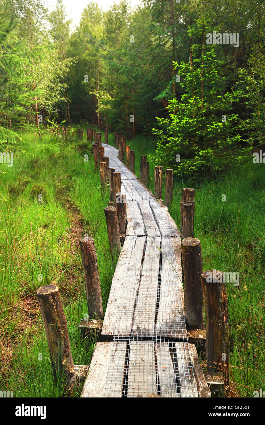 Lungo il percorso di legno nella foresta verde Foto Stock
