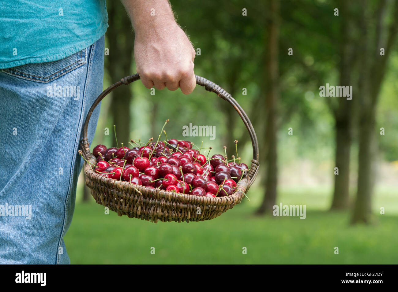 Prunus. Uomo in possesso di un cesto in vimini di ciliegie a PYO Farm. Regno Unito Foto Stock
