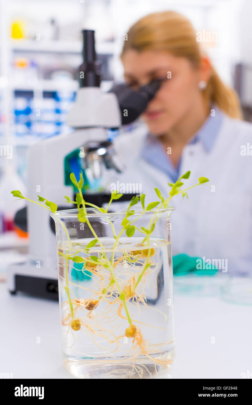 La ricerca di piante verdi in laboratorio Foto Stock