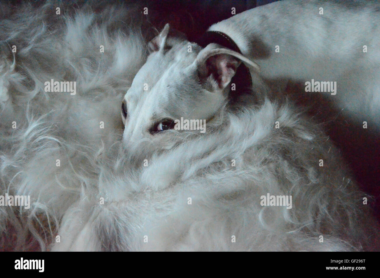 Pals, un piccolo cane frustato poggia la sua testa nell'inguine di un grande amico. Foto Stock
