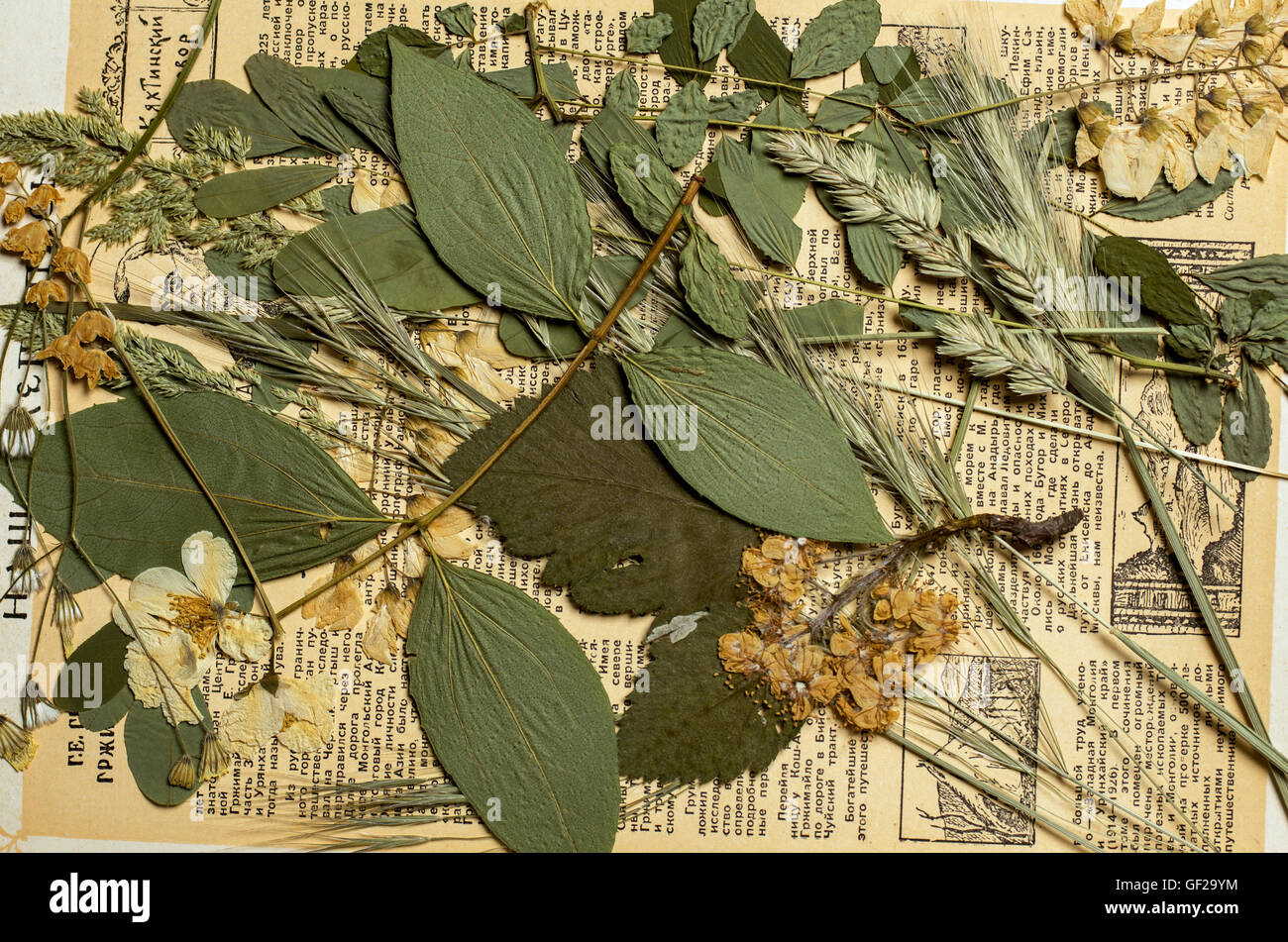 Un set di premuto fiori selvatici e erbe su un vintage pagina del libro Foto Stock