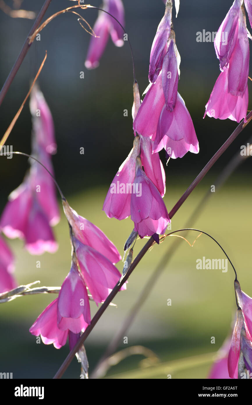 Viola fiori a forma di campanella Foto Stock