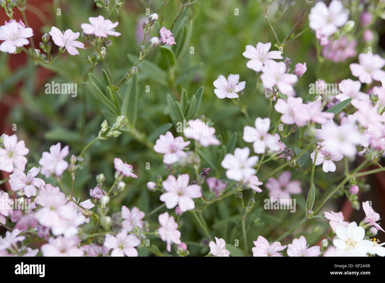 Gypsophila repens o bimbo di respiro, rosa piccoli fiori Foto Stock