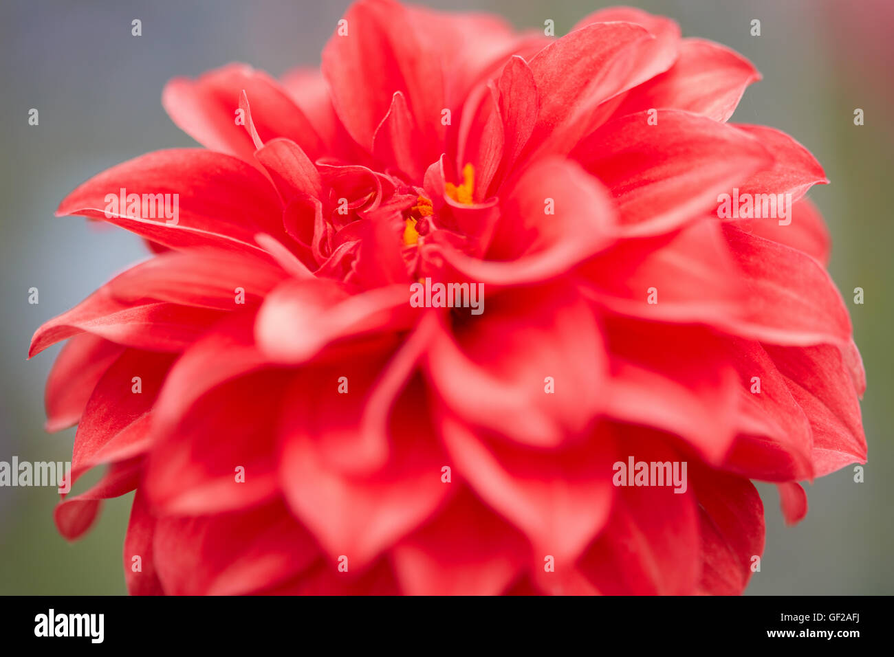 Dalia, fiore rosso macro Foto Stock