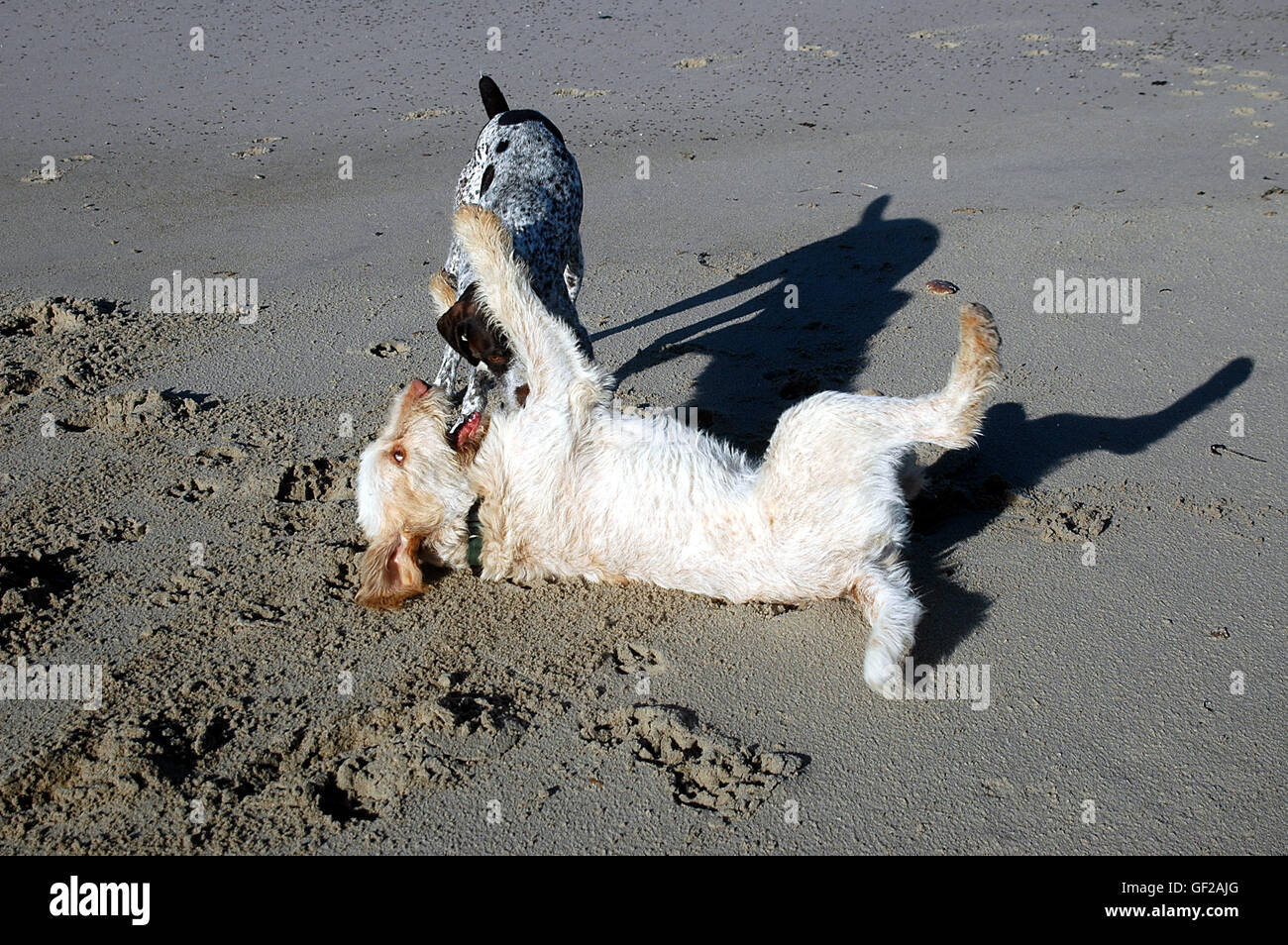 Due cani giocare in spiaggia, il sole sorge bassa e hanno gettato ombre lunghe. Foto Stock