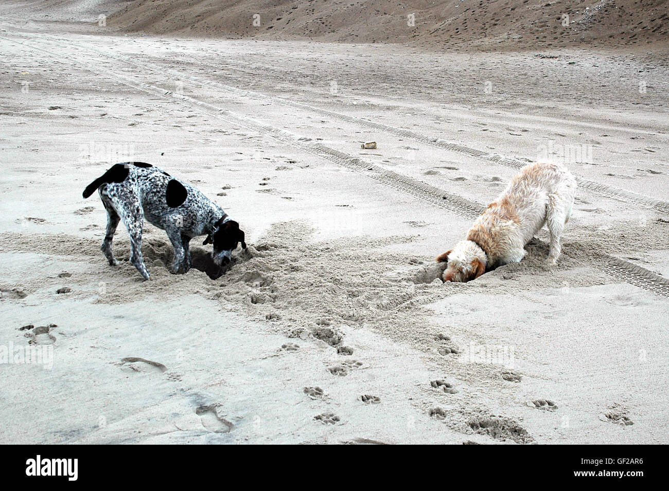 Due cani scavare ogni loro foro sulla spiaggia, forse si incontreranno da qualche parte qui di seguito? Foto Stock