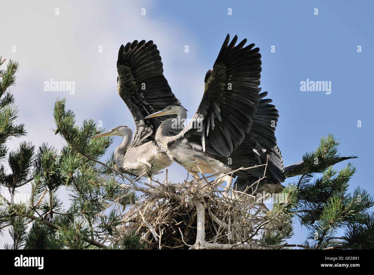 Tre airone cinerino (Ardea cinerea) capretti gli uccelli sbattono le ali nel nido. Foto Stock