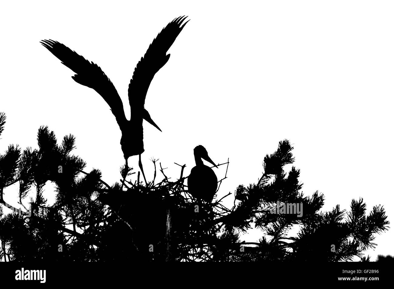 Due airone cinerino (Ardea cinerea) capretti gli uccelli nel nido silhouette. Parco nazionale del lago Plesheevo, Yaroslavl Regione, Russia Foto Stock