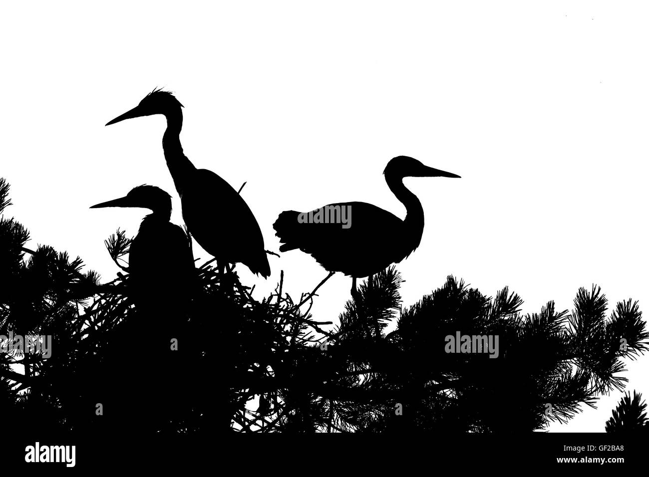 Tre airone cinerino (Ardea cinerea) capretti gli uccelli nel nido silhouette. Parco nazionale del lago Plesheevo, Yaroslavl Regione, Russia Foto Stock