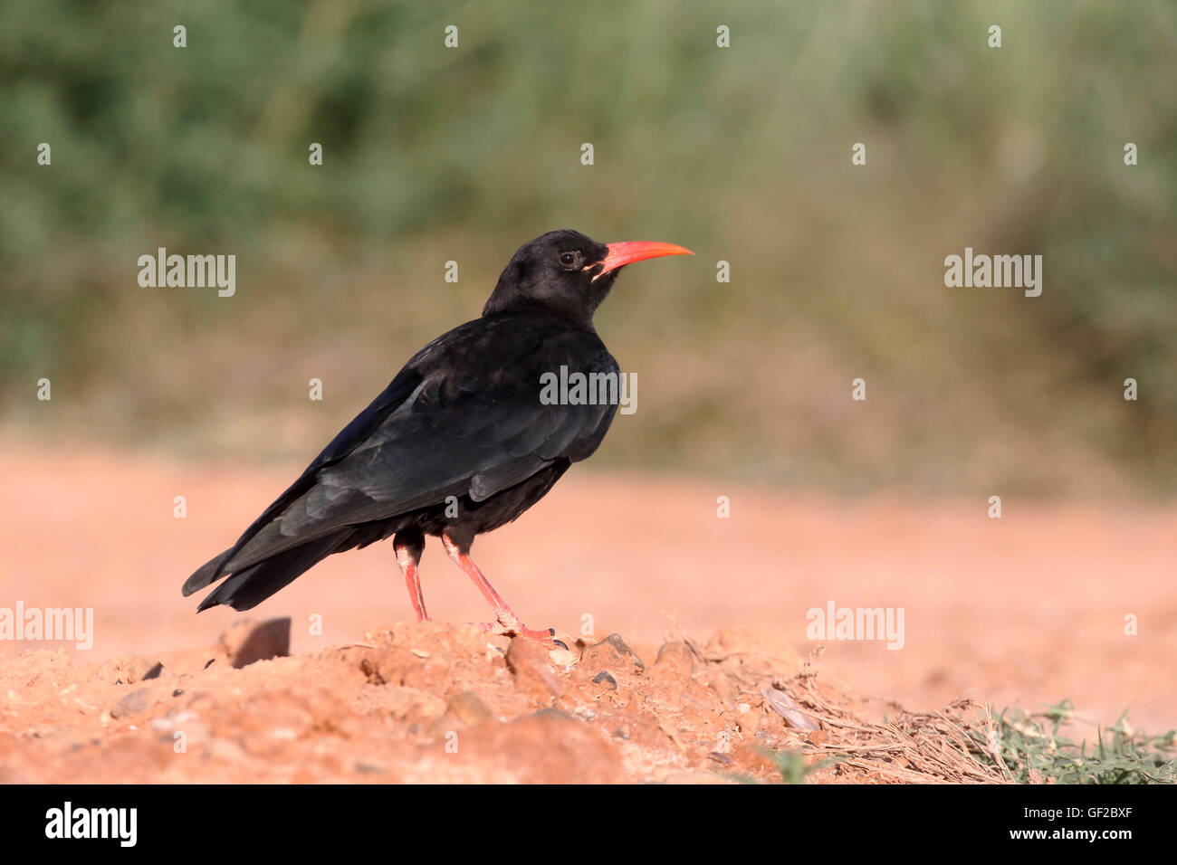 Rosso-fatturati, CHOUGH Pyrrhocorax pyrrhocorax, singolo uccello sul terreno, Spagna, Luglio 2016 Foto Stock