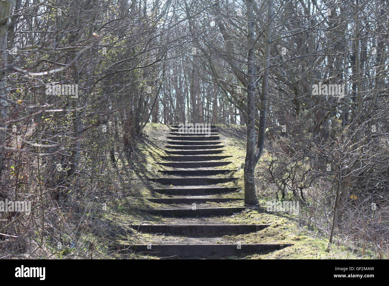 Nostalgia in inverno con scale che portano in un tardo inverno alberi sfrondato Foto Stock