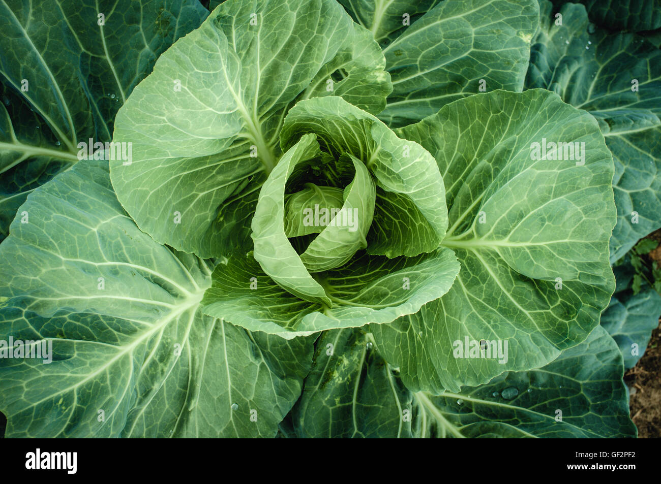 Cavolo crescente sul campo - agricoltura biologica, full frame Foto Stock