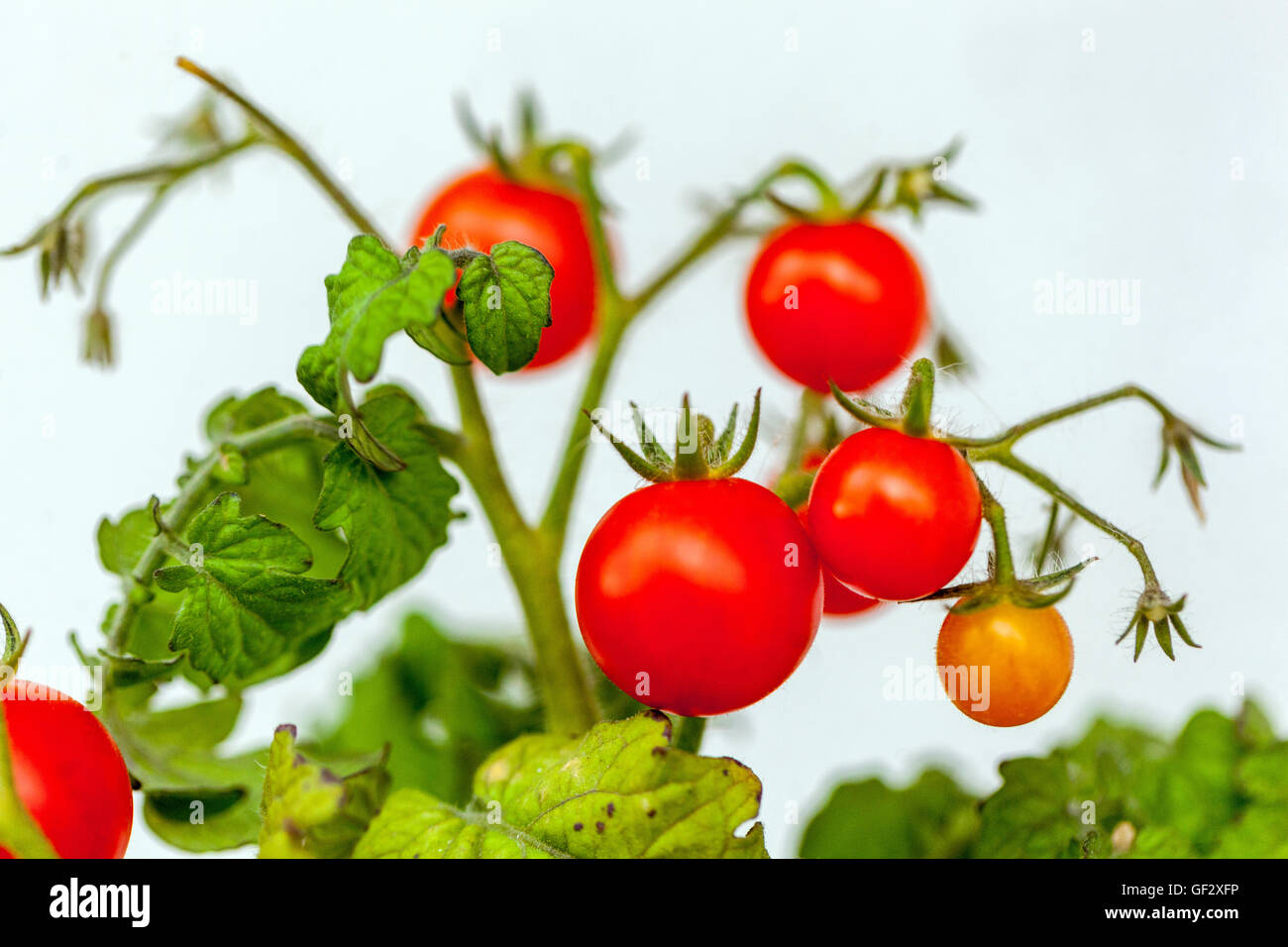 La ciliegia dwarf pomodori sul ramo Foto Stock