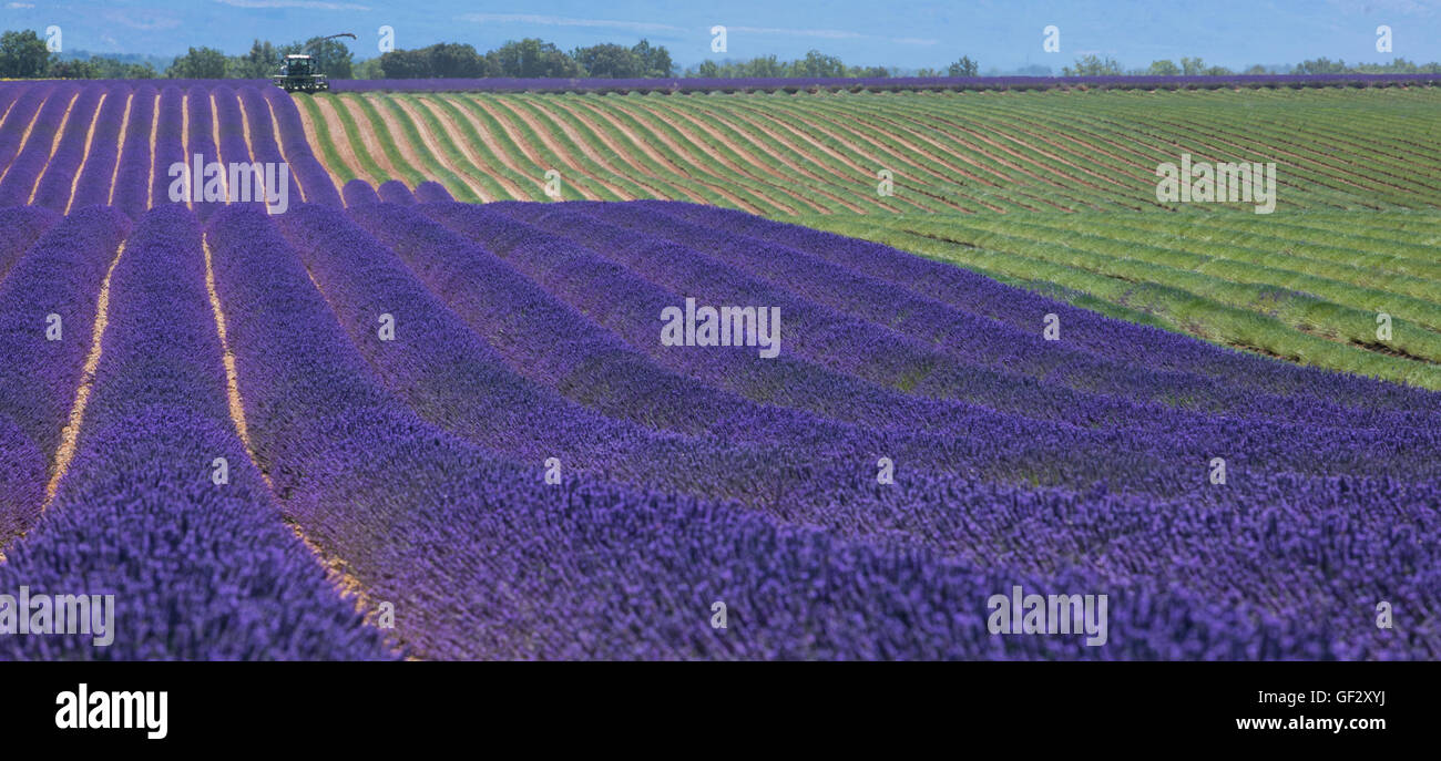 Campo di lavanda in Francia durante il raccolto, la provenza Foto Stock