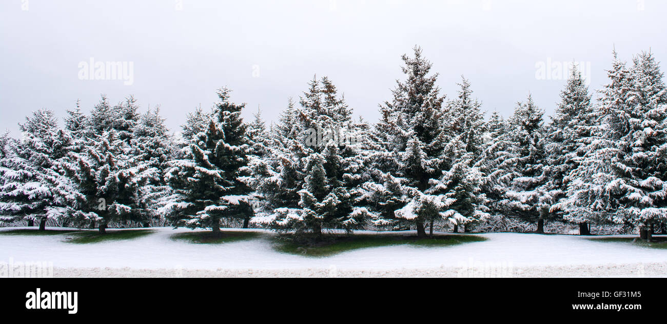 Un cavalletto di Sitka Spruce è ricoperto con un rivestimento fresco di neve. Foto Stock