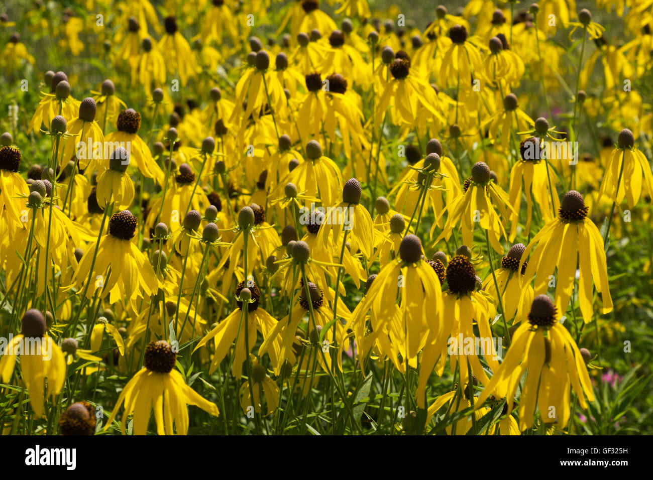 Un campo di testa grigia coneflowers in Whitehall, Michigan. Foto Stock