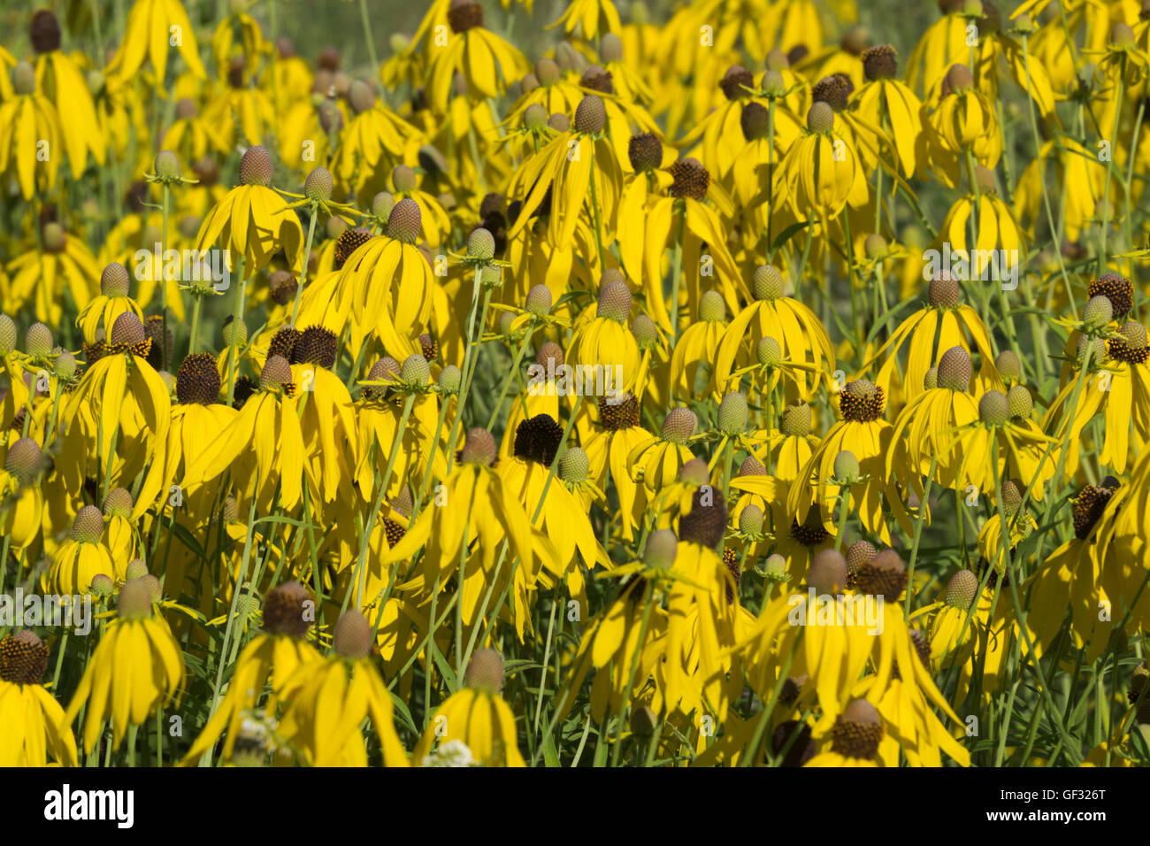 Un campo di testa grigia coneflowers in Whitehall, Michigan. Foto Stock