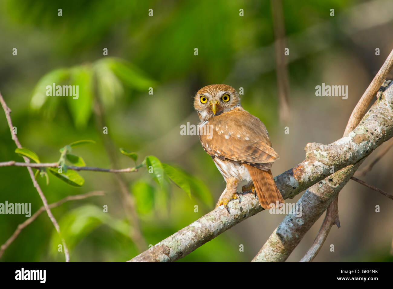 Ferruginosa Glaucidium Pygmy-Owl brasilianum El tuito, Jalisco, Messico 13 giugno adulto titonidi Foto Stock