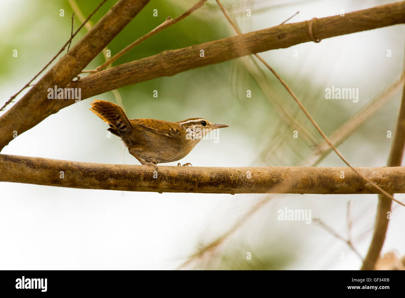 Sinaloa Wren Thryothorus sinaloa ad ovest di El tuito, Jalisco, Messico 13 Giugno Troglodytidae adulti Foto Stock