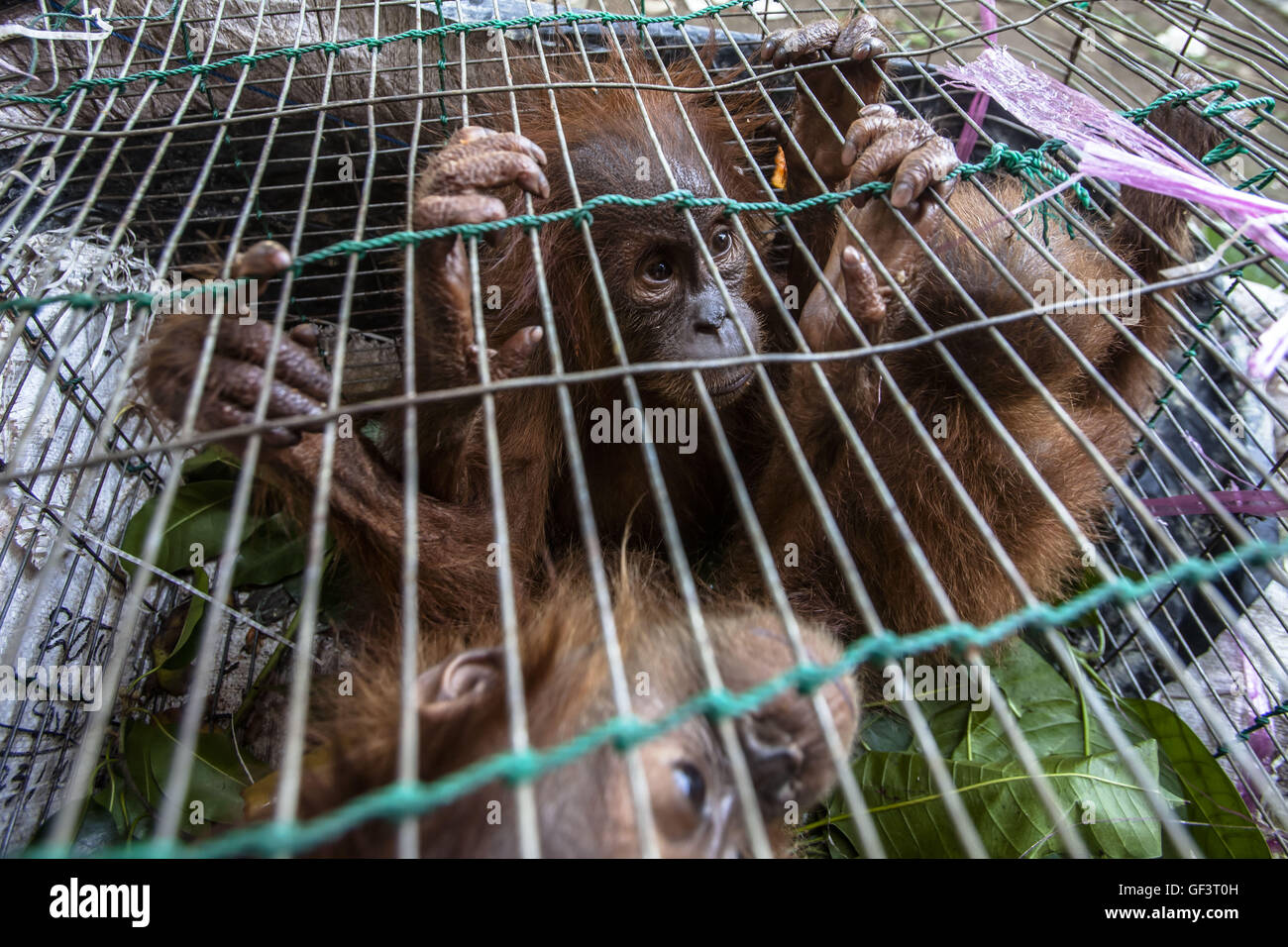 Medan. 27 Luglio, 2016. Foto scattata a luglio 27, 2016 mostra baby orangutan di Sumatra all'interno di una gabbia nel corso di una conferenza stampa alla polizia indonesiana un ufficio a Medan di Nord Sumatra, Indonesia. Polizia indonesiana di ufficiali e di centro per la protezione Orangutan (COP) salvato cinque baby orangutan confiscati dai trafficanti e tornerà a Sumatra Orangutan programma di conservazione (SOCP) per un programma di riabilitazione prima di rilasciarli per il loro habitat naturale. © YT Haryono/Xinhua/Alamy Live News Foto Stock