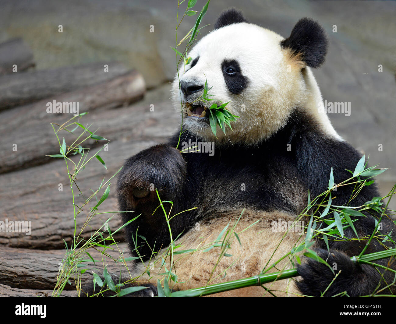 Panda gigante (Ailuropoda melanoleuca) vista da davanti e mangiare il bambù Foto Stock