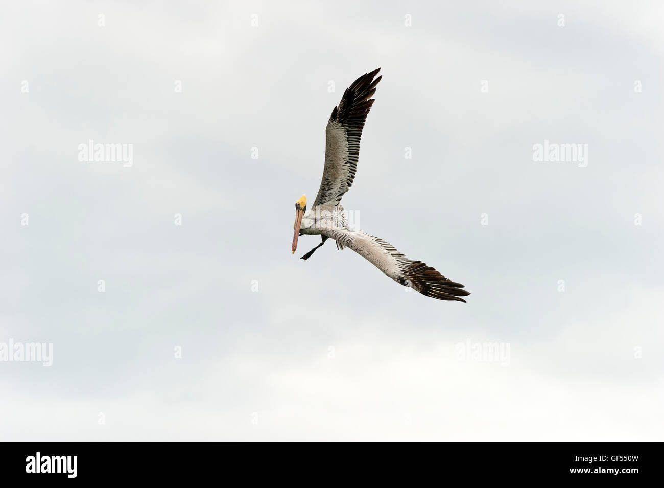 Pelican è un grande uccelli marini catturati durante il volo diffondere le sue ali in tutta la sua bellezza. Foto Stock
