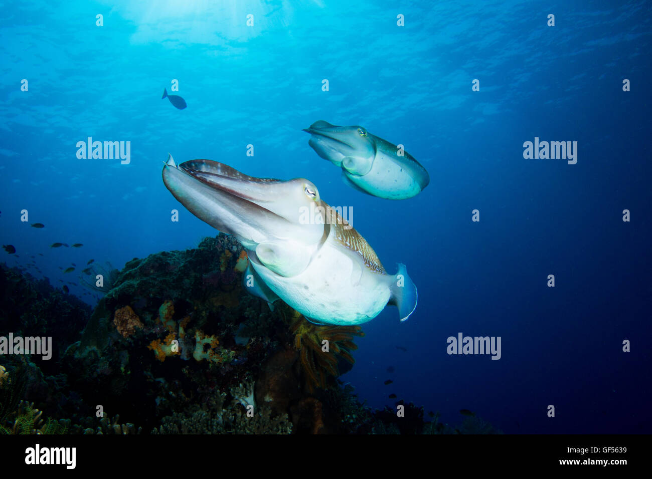 Un Broadclub - Seppie Sepia latimanus - vola al di sopra della barriera corallina di acqua blu. Prese nel Parco Nazionale di Komodo, Indonesia. Foto Stock