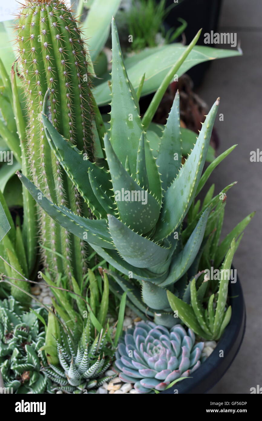 Varietà di cactus e piante succulente in una pentola Foto Stock