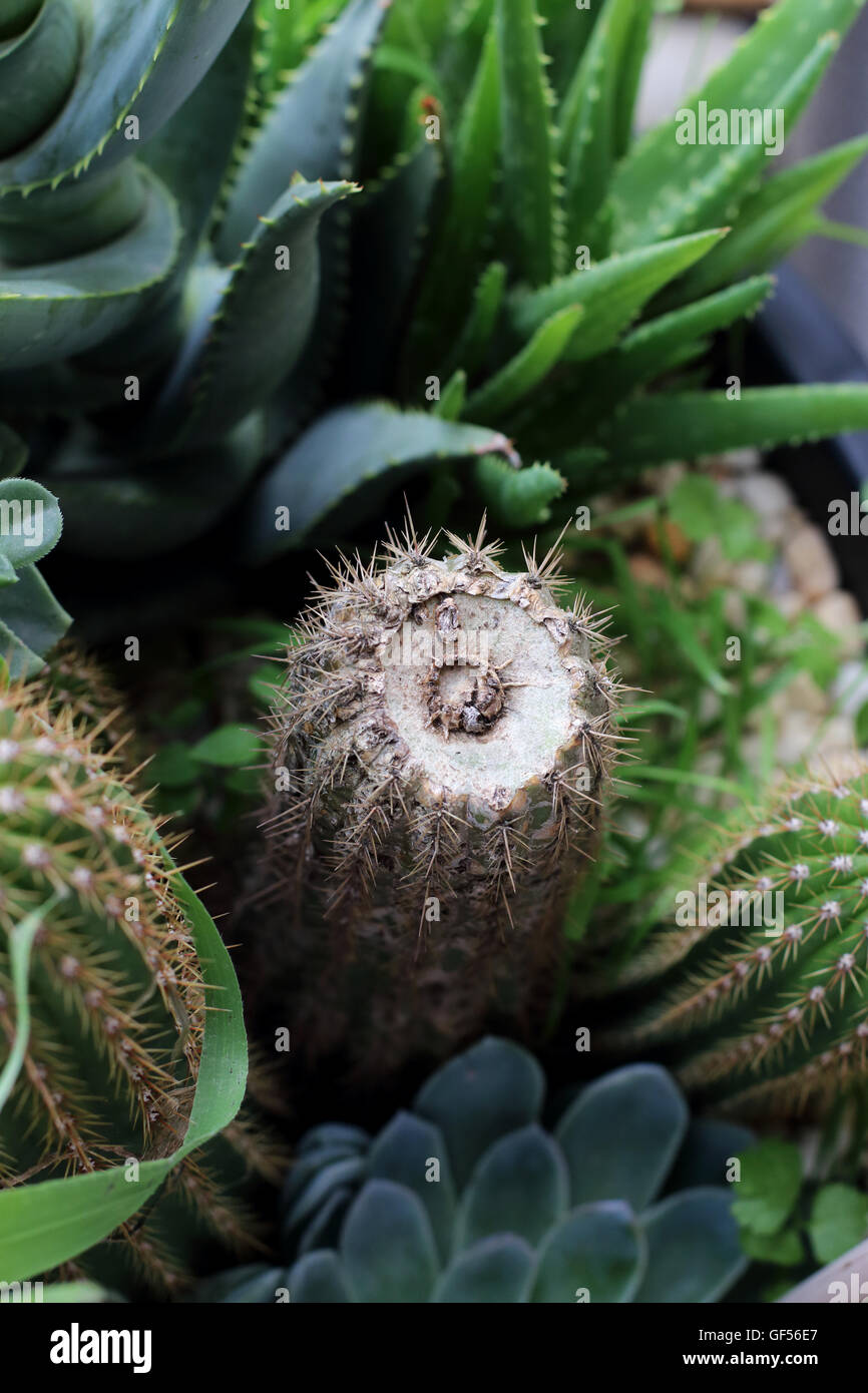 Immagine ravvicinata di vecchi avvolto Echinopsis spachiana Cactus dopo un paio di settimane da tagliare Foto Stock
