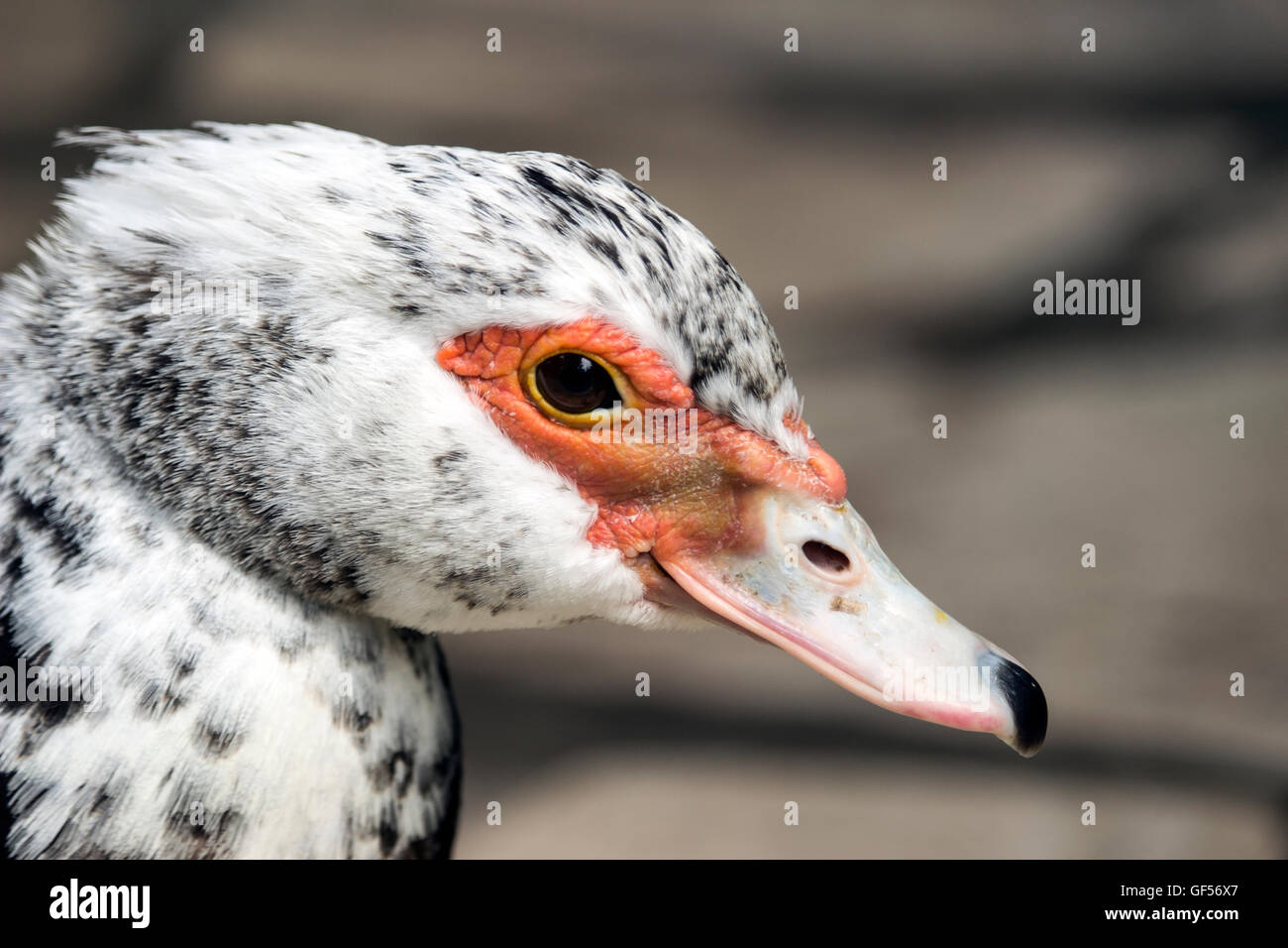 Budva, Montenegro - Ritratto di un anatra muta (Cairina moschata) Foto Stock