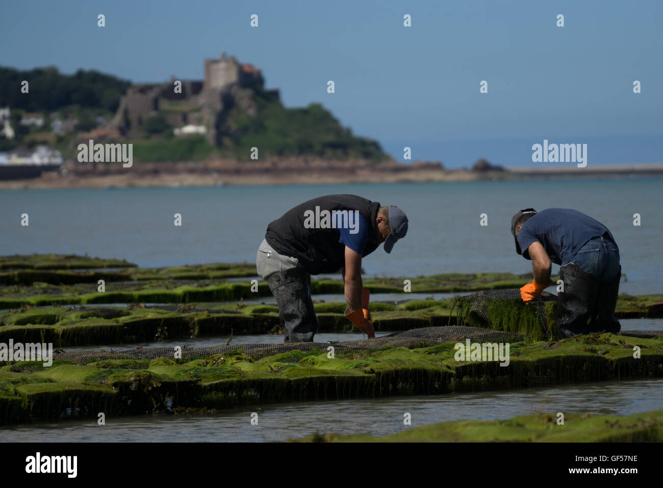 Le ostriche allevate in the Royal Bay of Grouville,Jersey,Isole del Canale Foto Stock