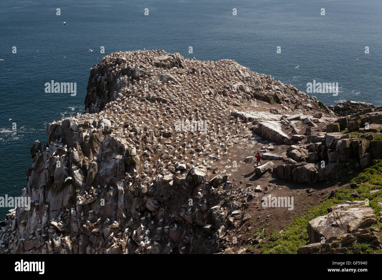 Sule nesting Saltee a isola Foto Stock