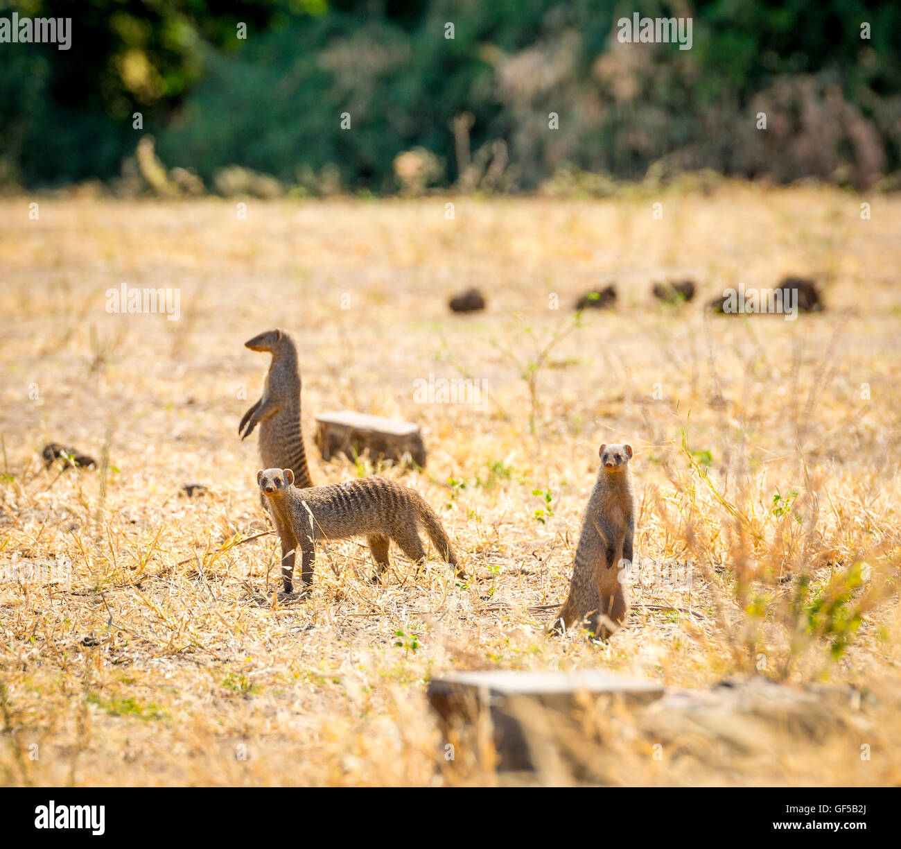 Meerkats nel Parco Nazionale Chobe, Botswana, Africa Foto Stock