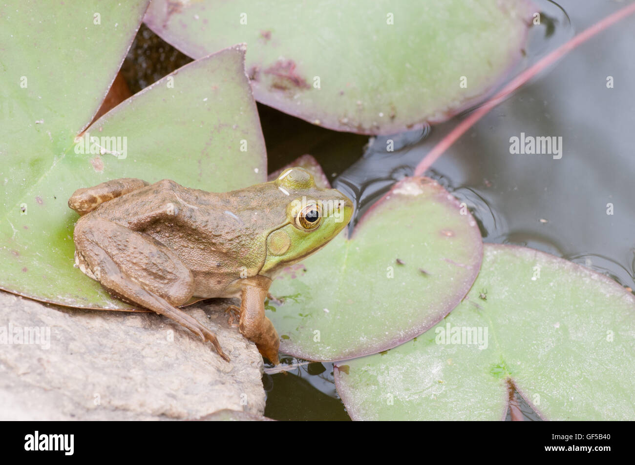 Bullfrog seduto in acqua in una palude. Foto Stock