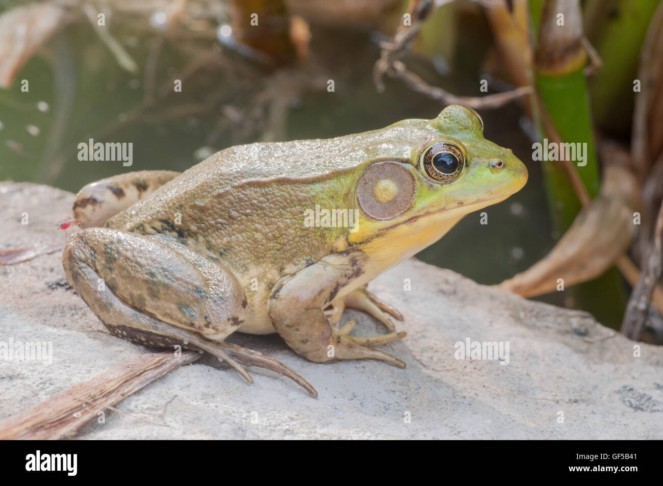 Bullfrog seduto su una roccia in una palude. Foto Stock