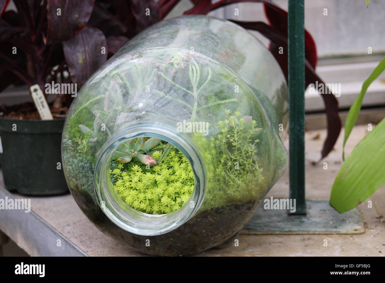 Le piante succulente in crescita in un grande vaso terrario sagomato Foto Stock