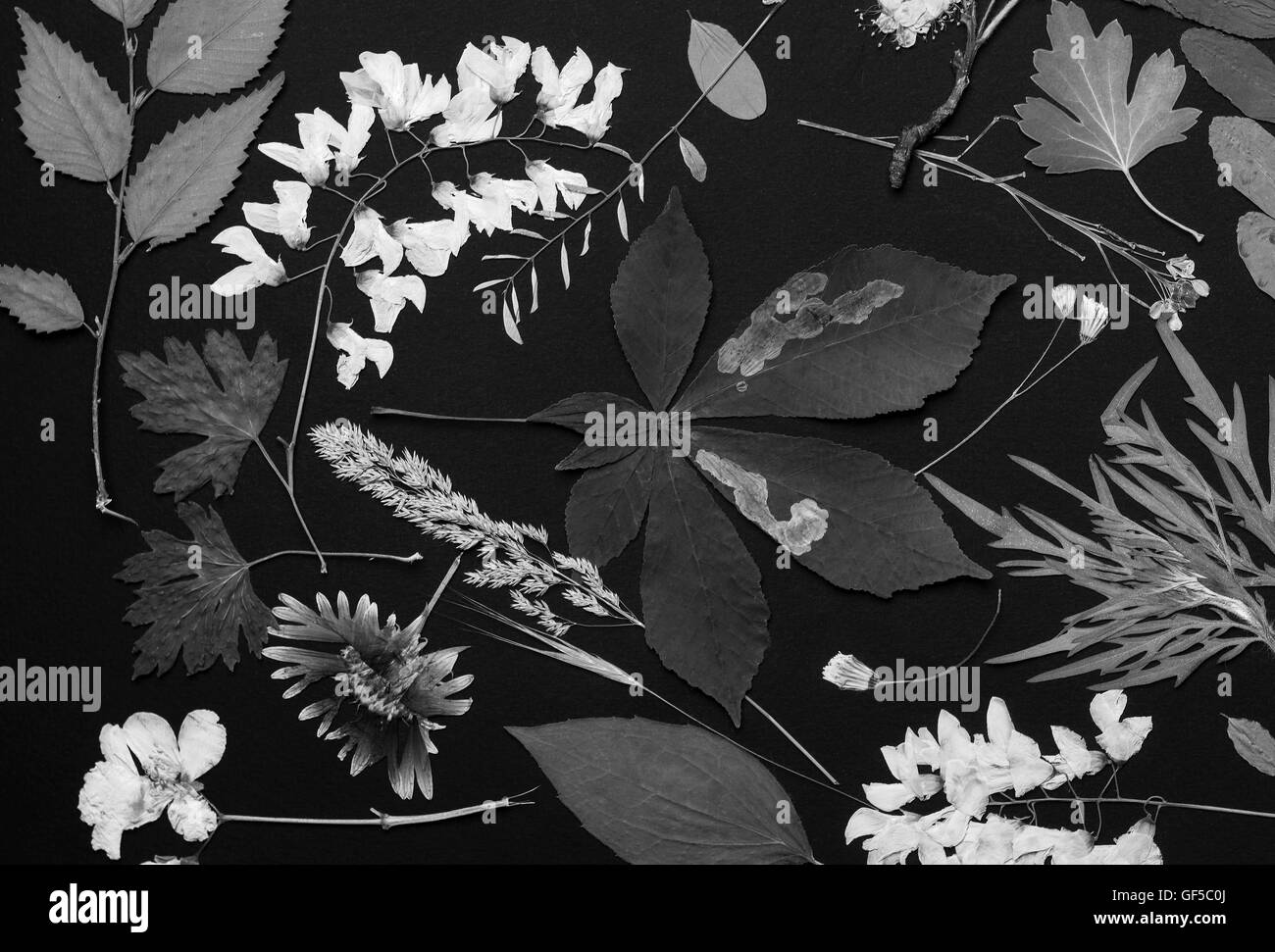 Un set di premuto fiori selvatici e lascia su di uno sfondo nero girato in bianco e nero Foto Stock