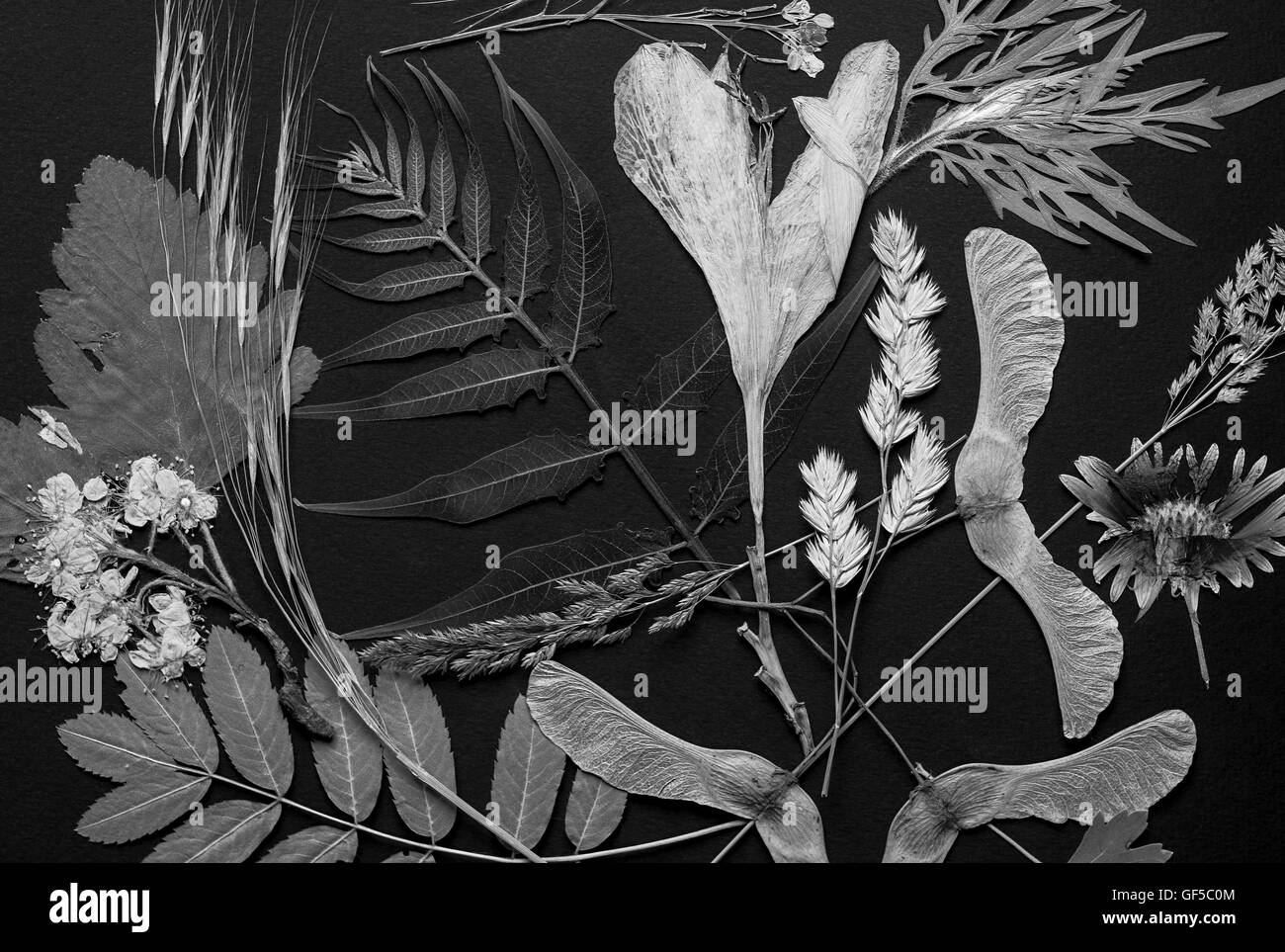 Un set di premuto fiori selvatici e lascia su di uno sfondo nero girato in bianco e nero Foto Stock
