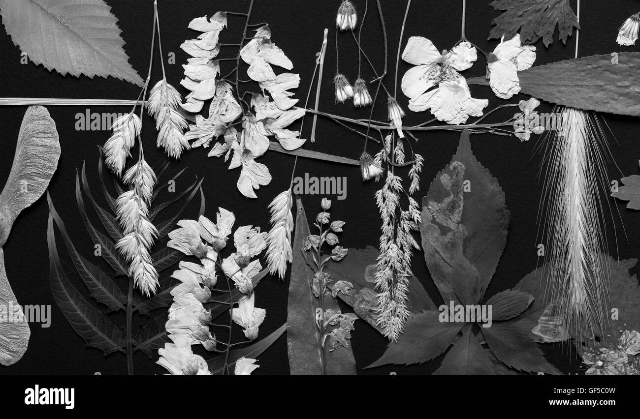 Un set di premuto fiori selvatici e lascia su di uno sfondo nero girato in bianco e nero Foto Stock