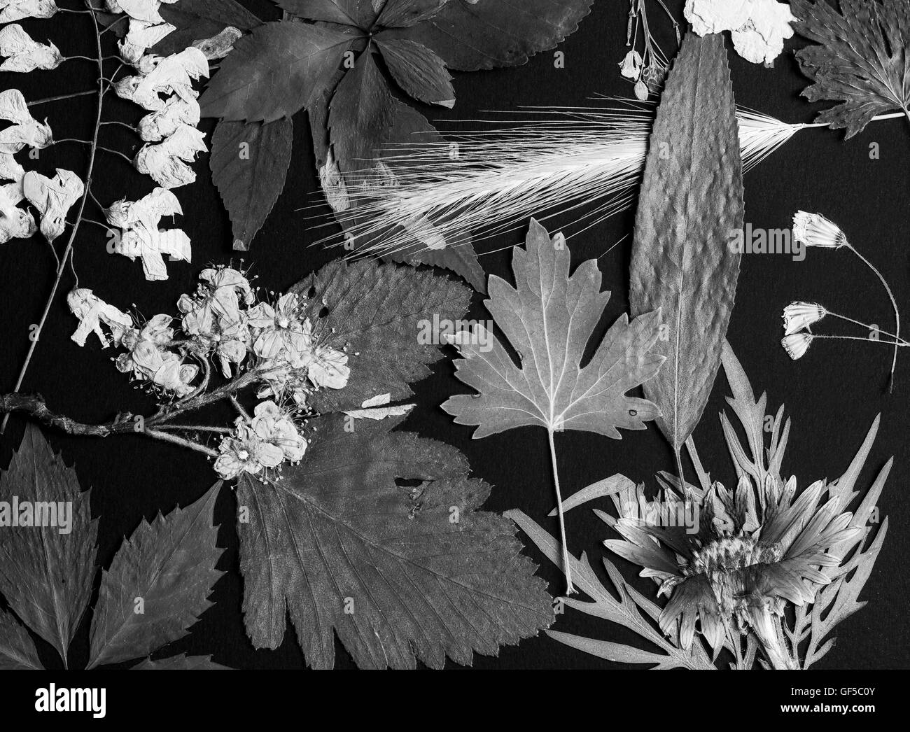 Un set di premuto fiori selvatici e lascia su di uno sfondo nero girato in bianco e nero Foto Stock