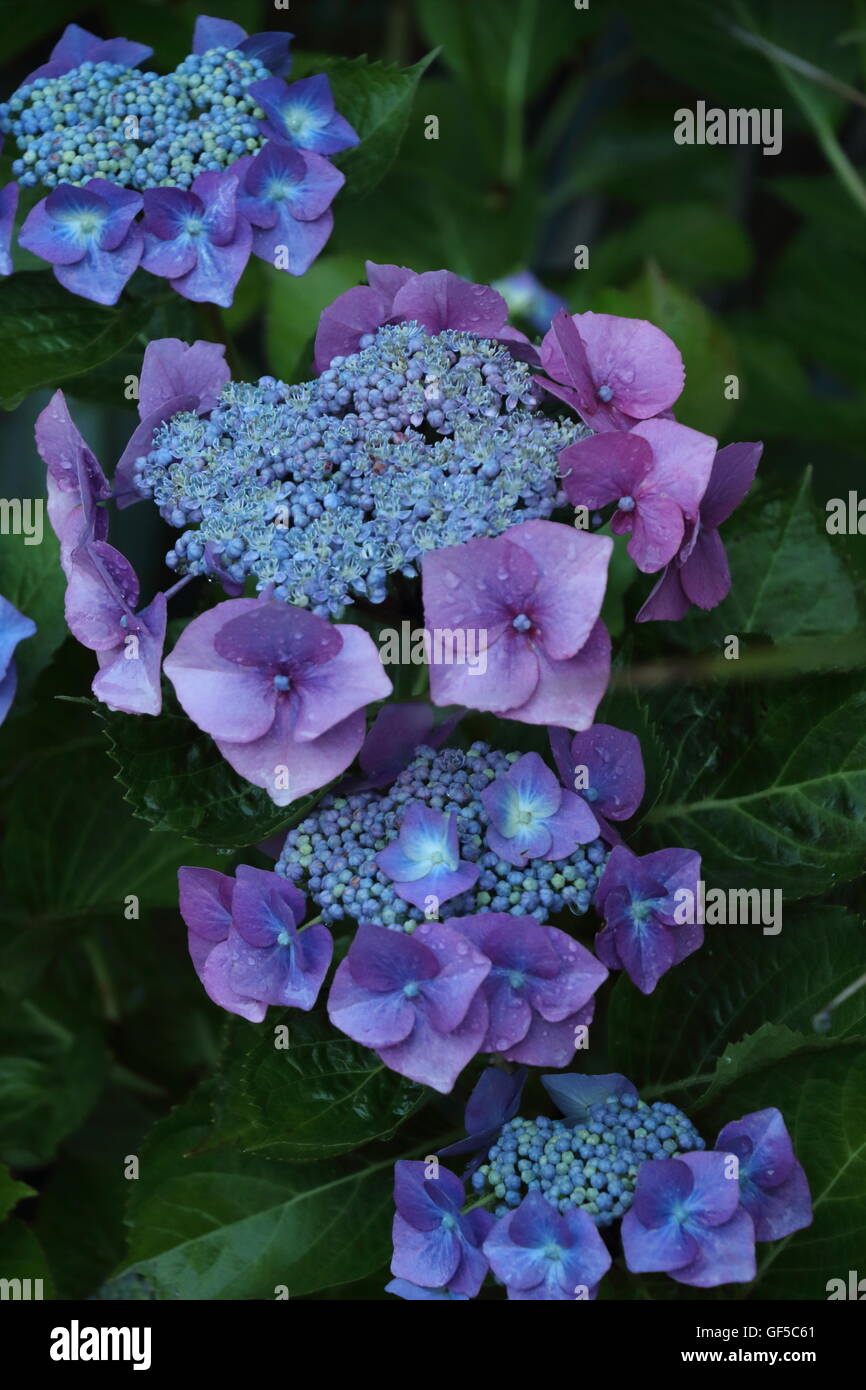 Blue lacecap hydrangea fiori (Hydrangea macrophylla normalis) Foto Stock