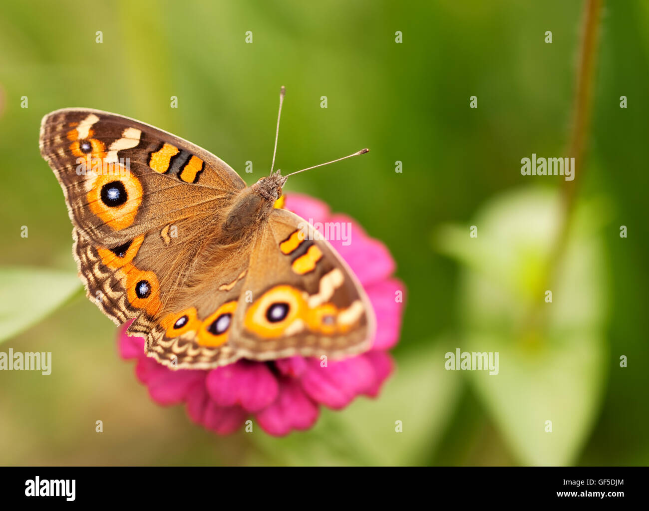 Vivere di insetti Farfalle Australiano Prato argus Junonia villida nymphalidae marrone Foto Stock